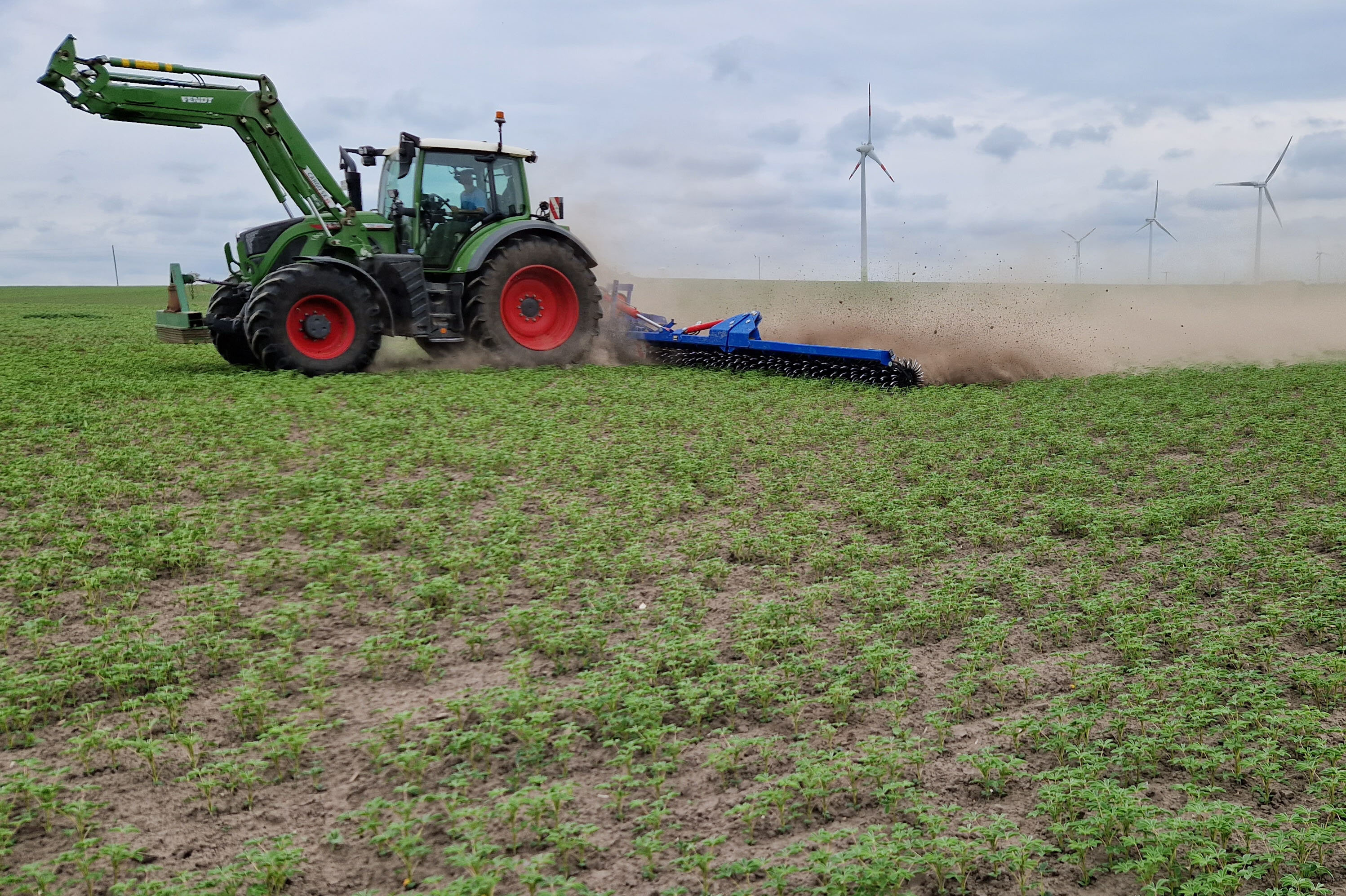 Traktor mit Striegel zur Unkrautbekämpfung