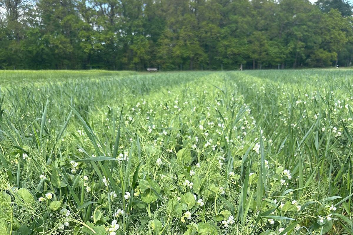 Erbsen-Triticale-Gemenge