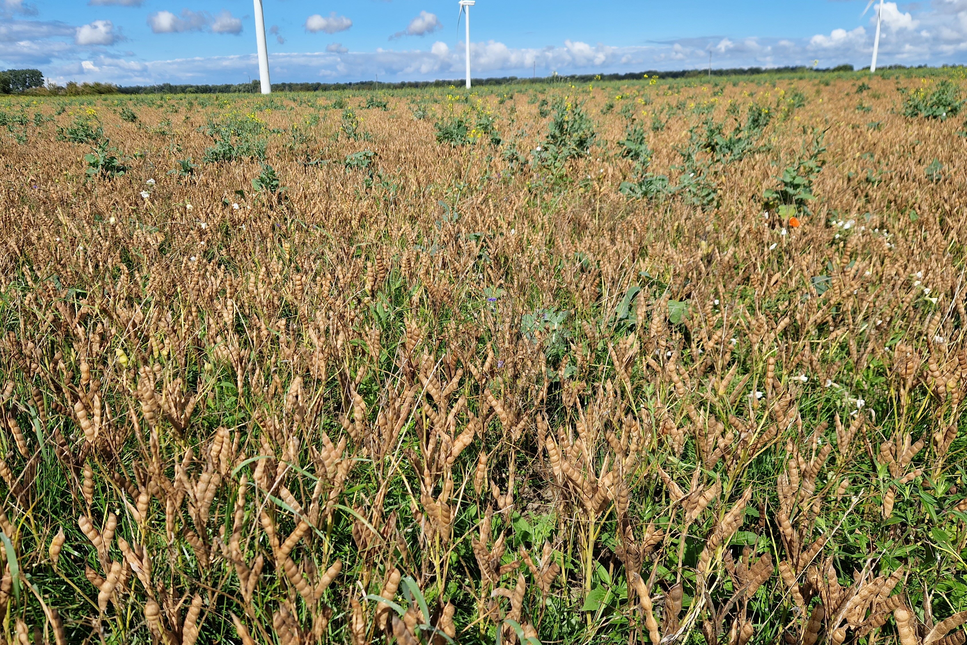 Beikrauter zwischen Lupinen