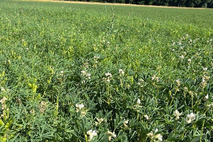 Verschiedene Lupinensorten auf dem Acker