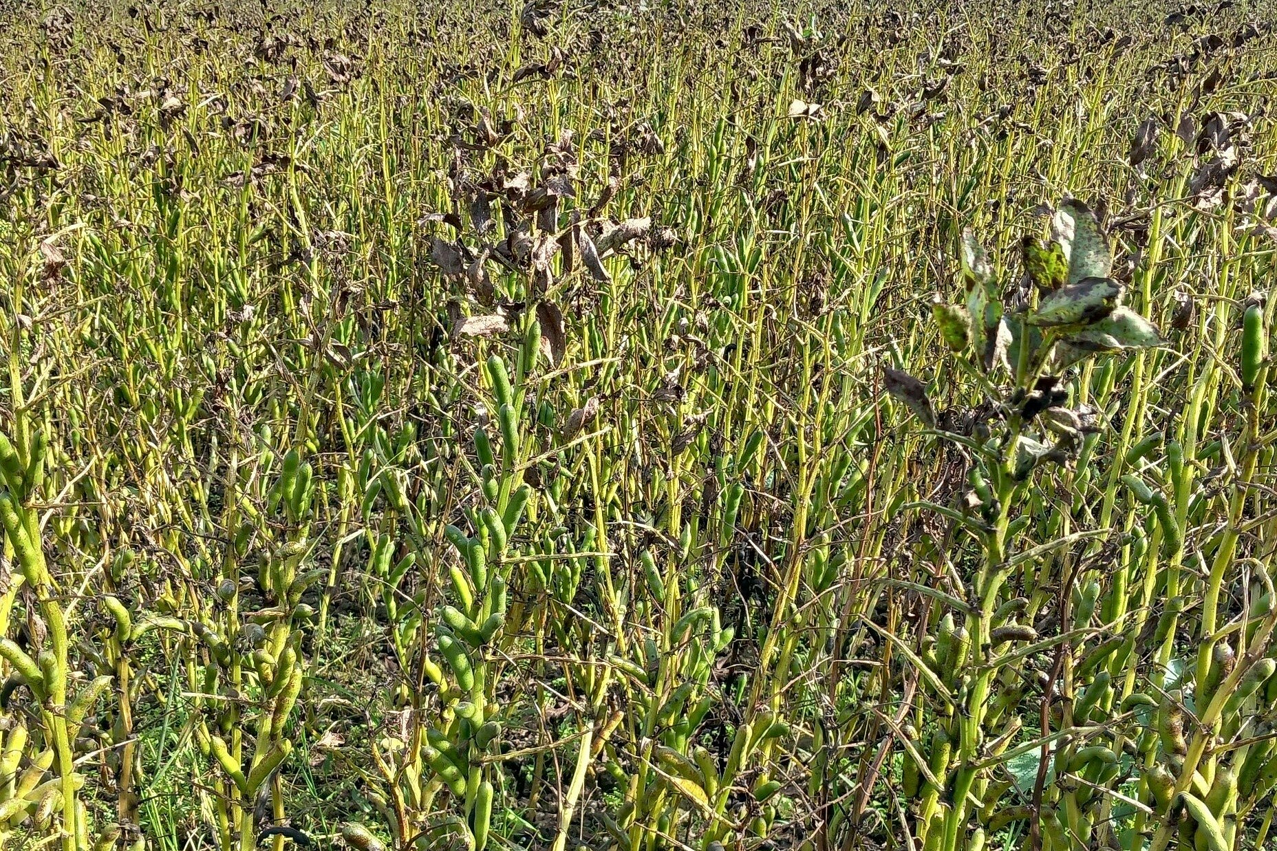 Falscher Mehltau in Ackerbohne.