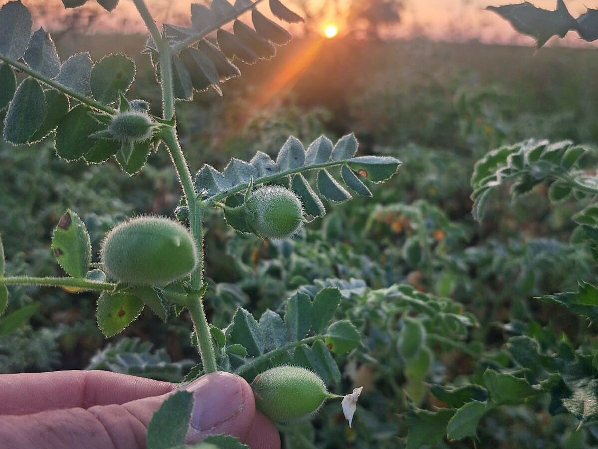 Nahaufnahme einer Hand, die eine Kichererbsenpflanze hält. Hinter dem Feld geht die Sonner unter.