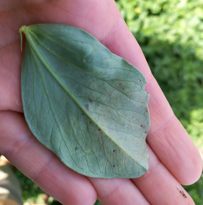 Ackerbohnenblatt mit falschem Mehltau.