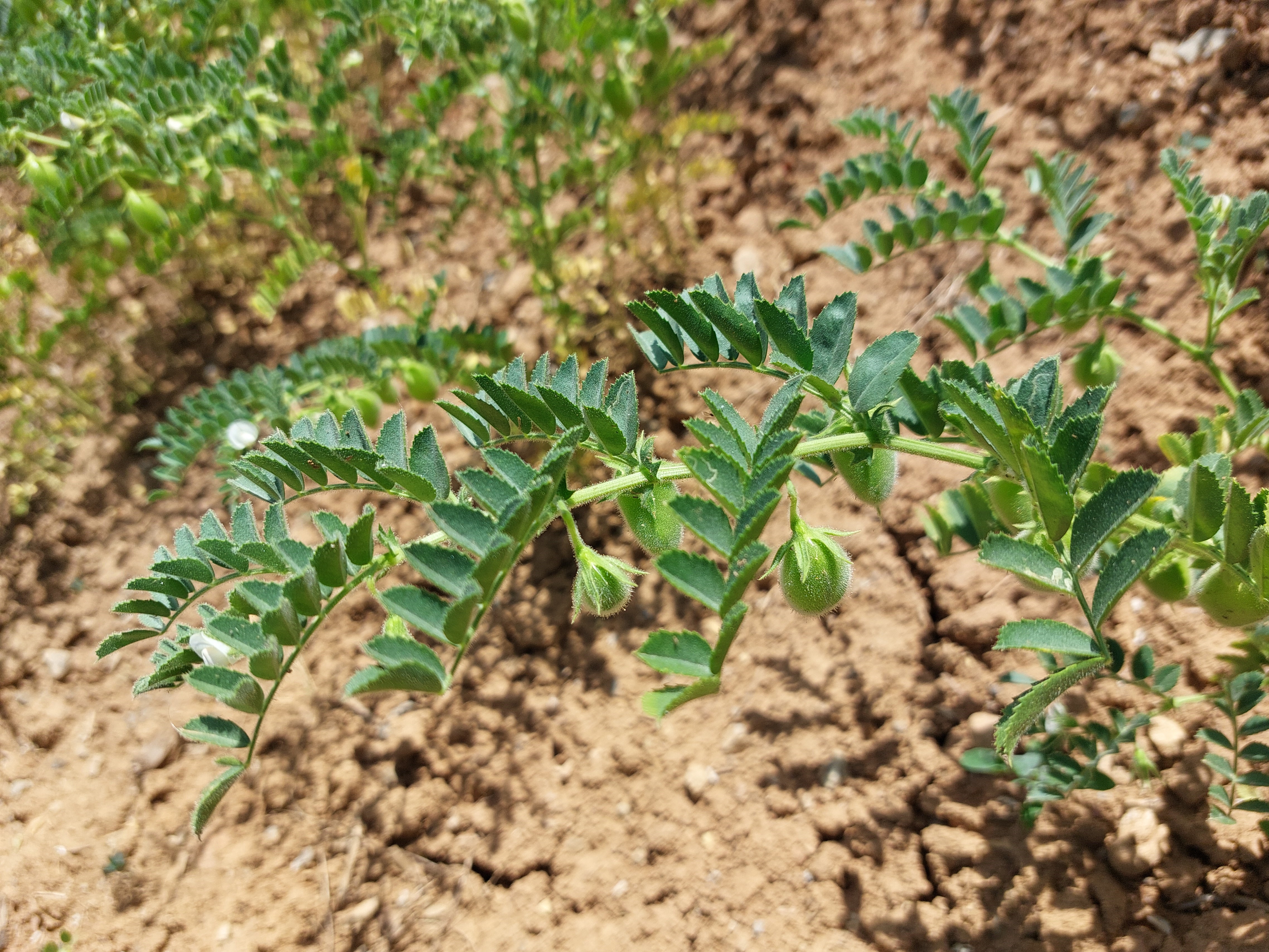 Kichererbsenpflanzen.