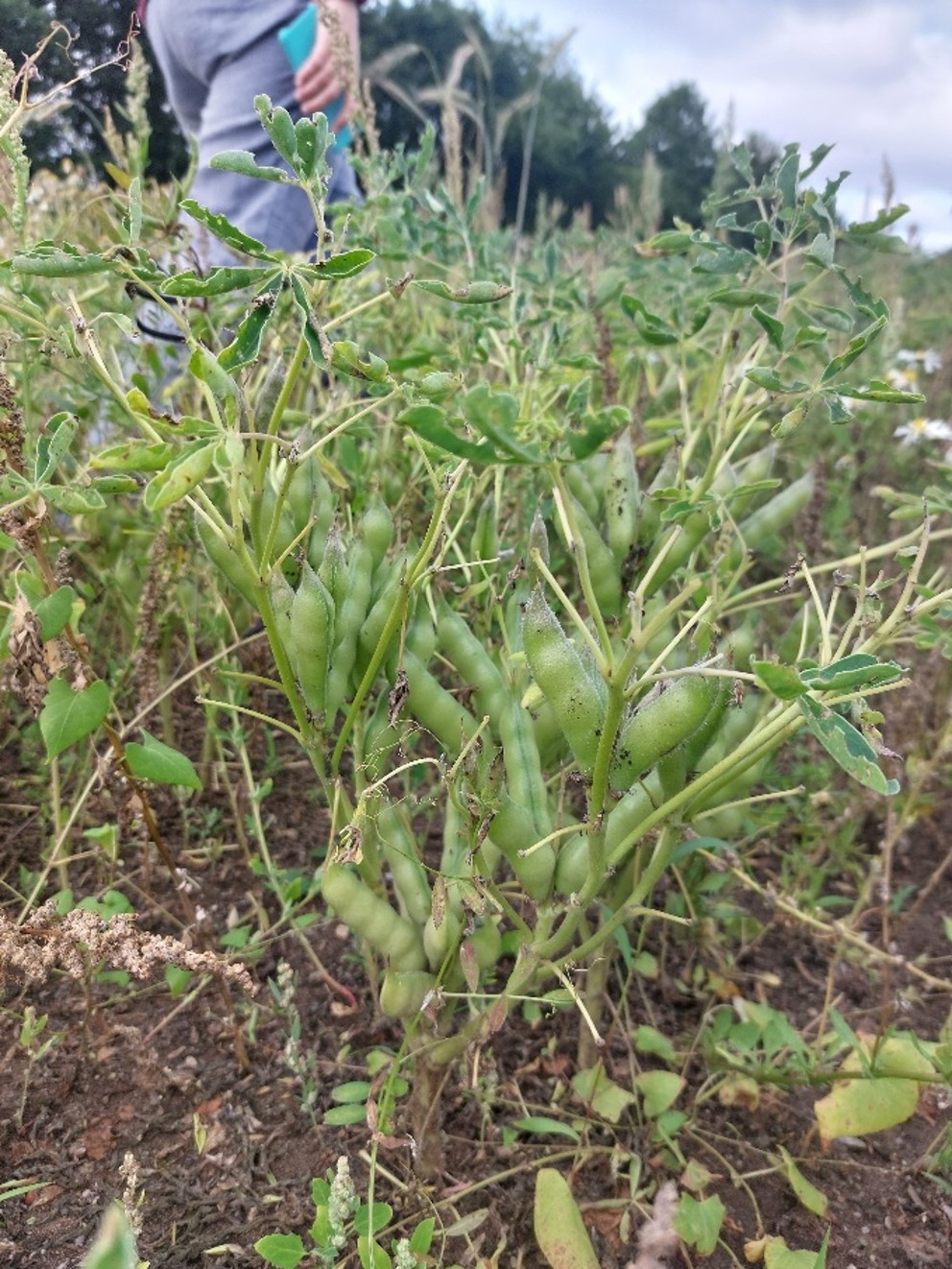 Winterlupine.