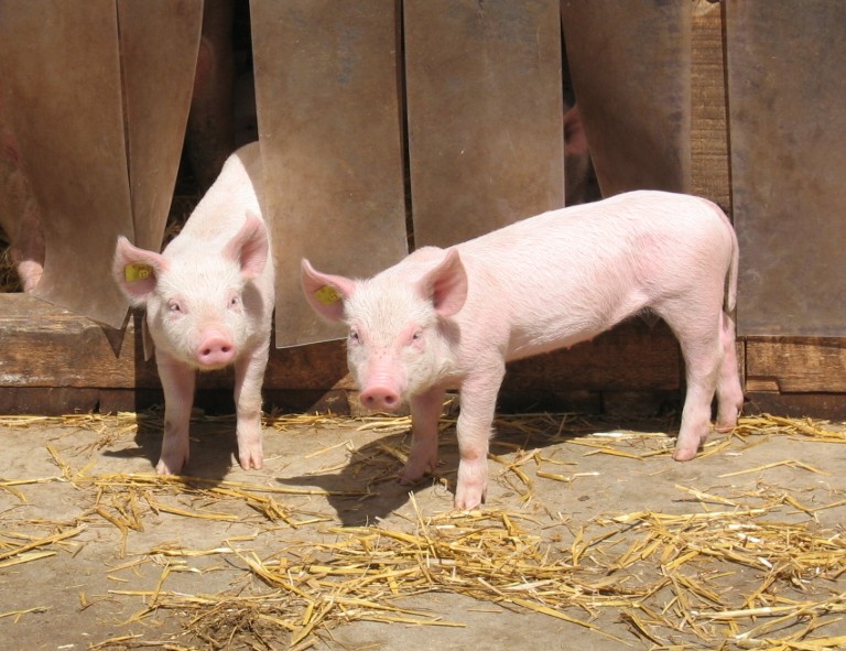Zwei Ferkel in einem betonierten Außenbereich mit Stroh.