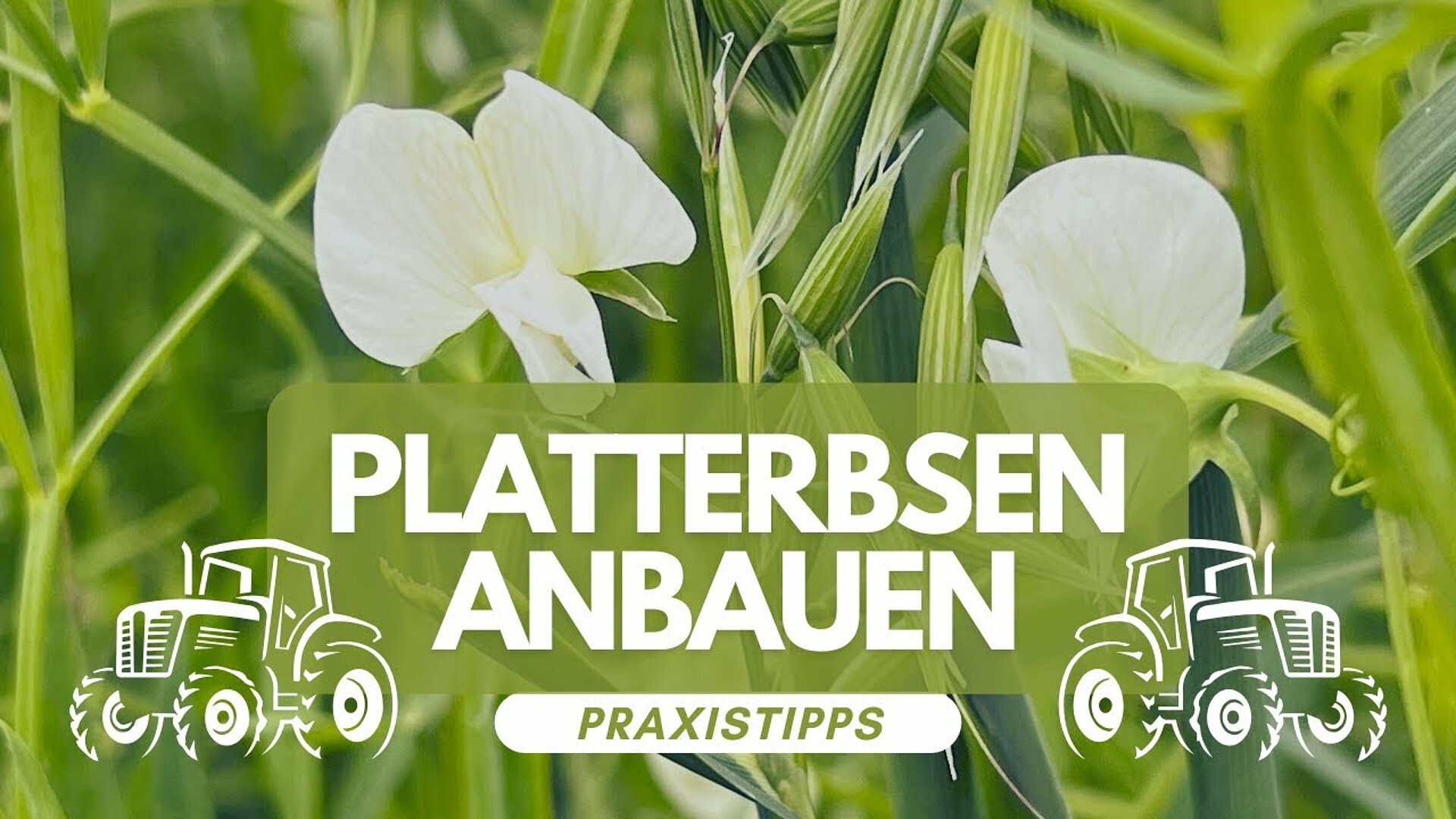Platterbsen anbauen – Tipps aus der Praxis