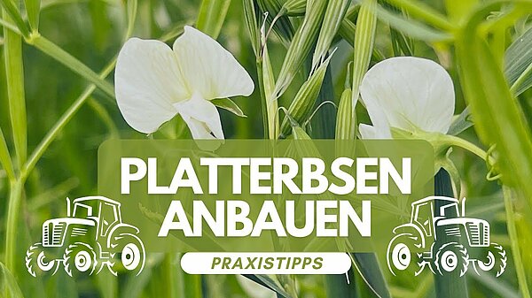 Platterbsen anbauen – Tipps aus der Praxis