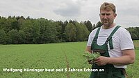 Erbsenanbau für das Milchvieh Betrieb Kürzinger - DemoNetErBo