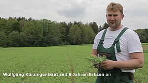 Erbsenanbau für das Milchvieh Betrieb Kürzinger - DemoNetErBo